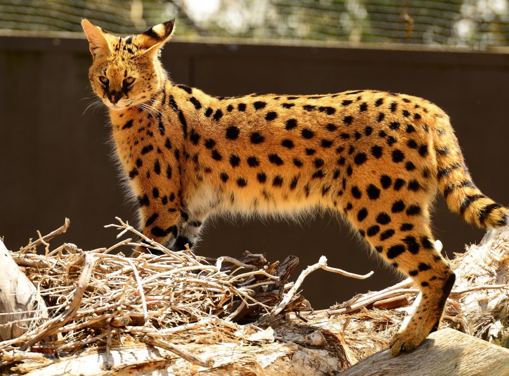 21 Things To Know Before Caring For An African Serval Cat – Tele-Talk